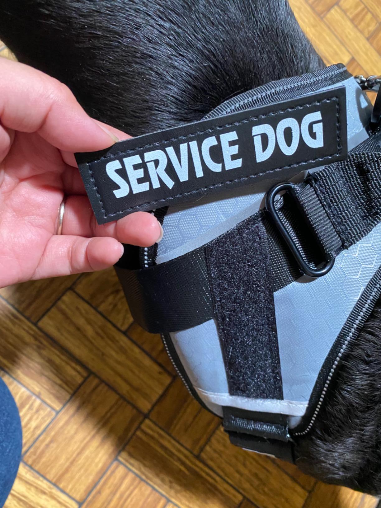 No Pull Personalized Dog Harness (FREE Today)