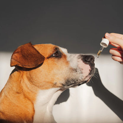 Dog Calming Drops (FREE Today)