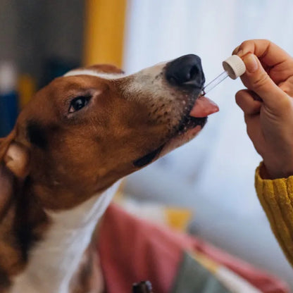 Dog Calming Drops (FREE Today)