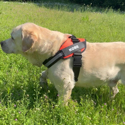 No Pull Personalized Dog Harness (FREE Today)