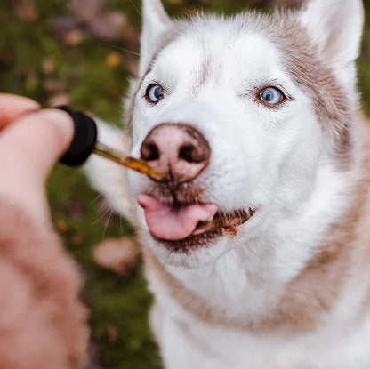 Dog Calming Drops (FREE Today)