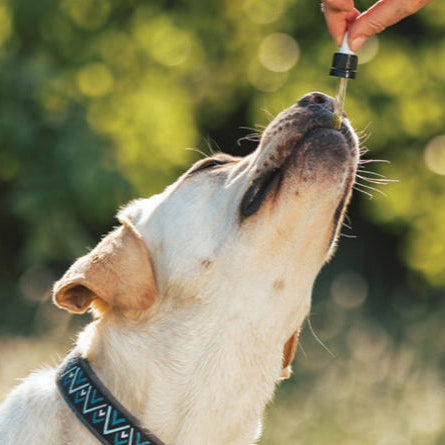 Dog Calming Drops (FREE Today)
