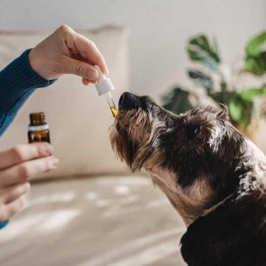 Dog Calming Drops (FREE Today)