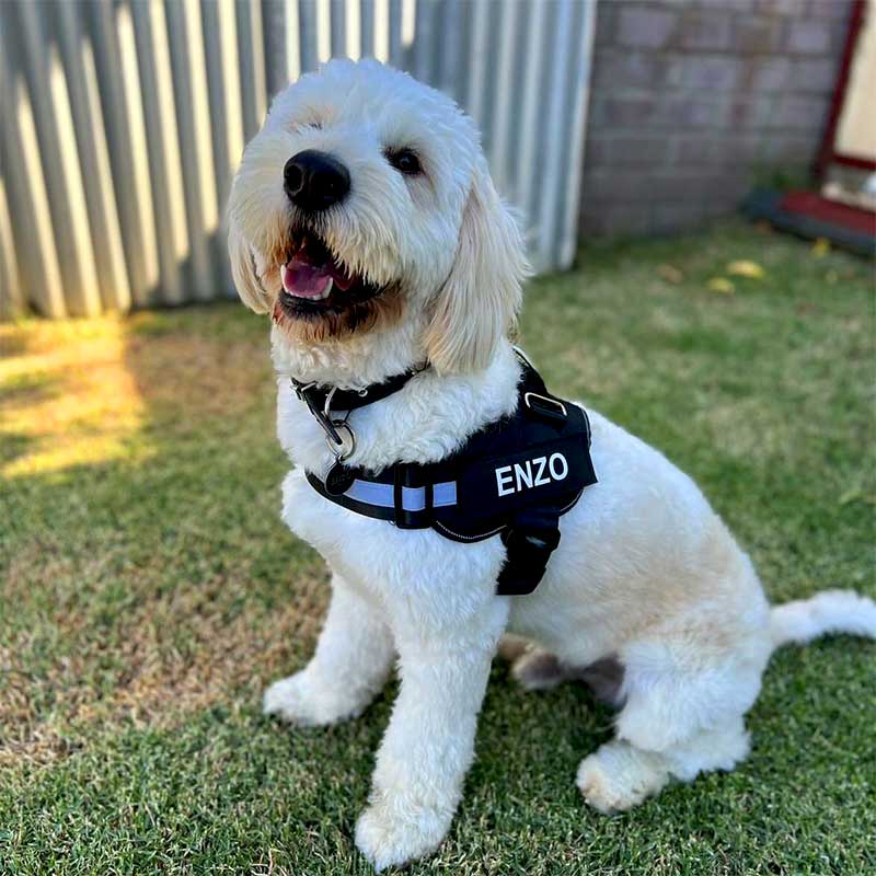 No Pull Personalized Dog Harness (FREE Today)